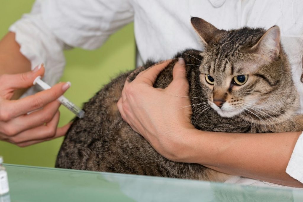 kedi aşı fiyatları