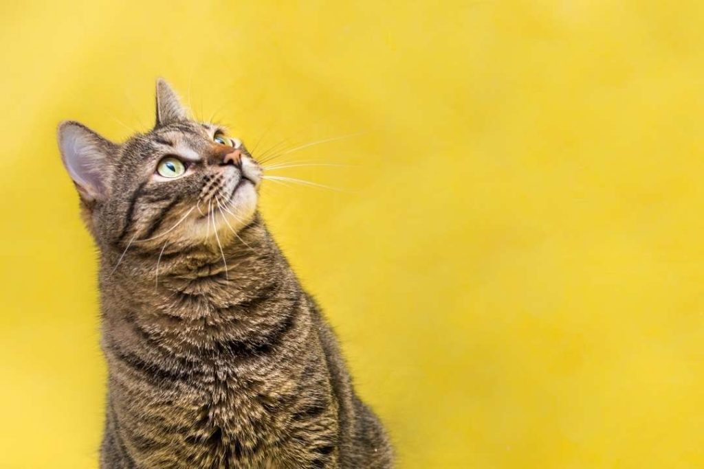 kedi-bagirsak-enfeksiyonu-2