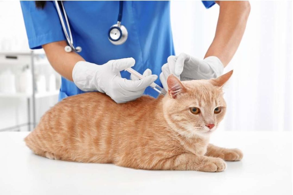 kedi iç parazit aşısı