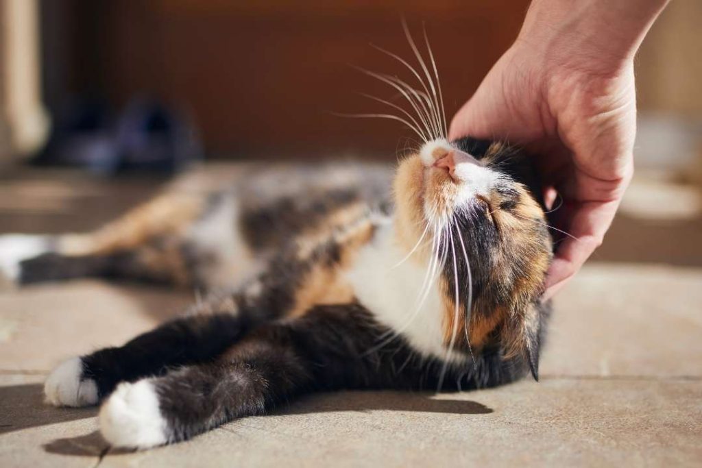 kedi lösemi
