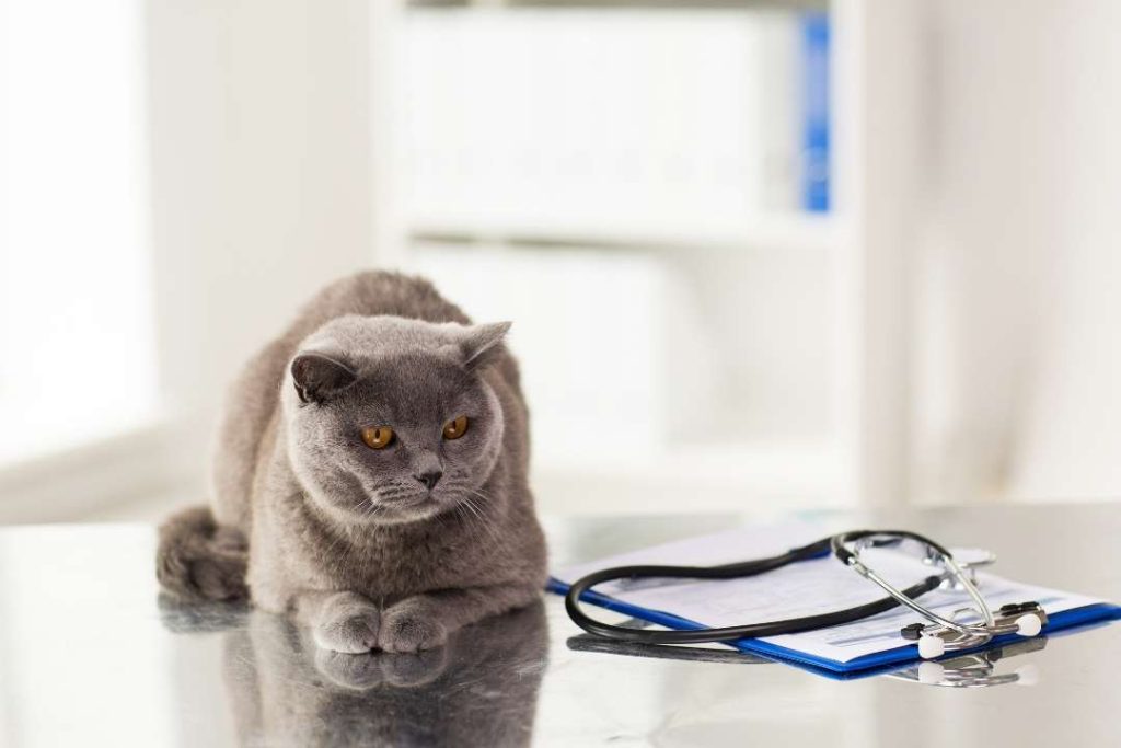 kedilerde idrar yolu enfeksiyonu