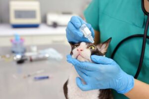 kedi-check-up-papyon