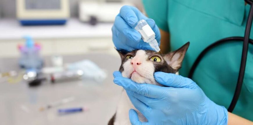 kedi-check-up-papyon