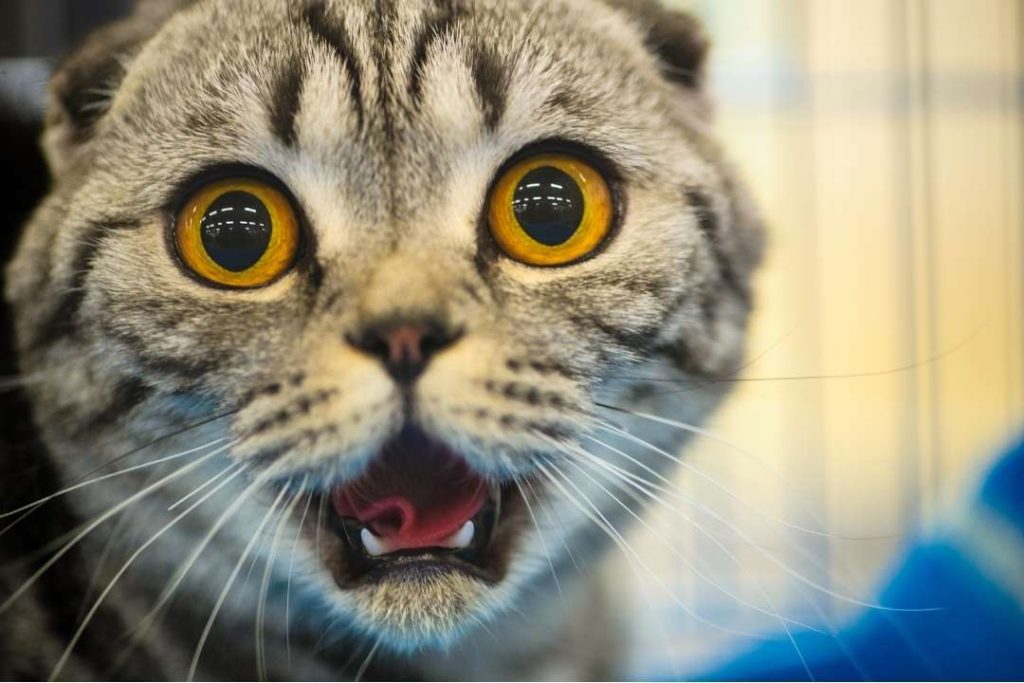 Kedilerde Kalp Kurdu