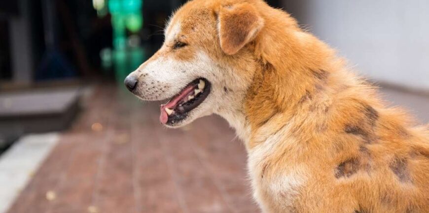 Köpeklerde Kalp Hastalıkları