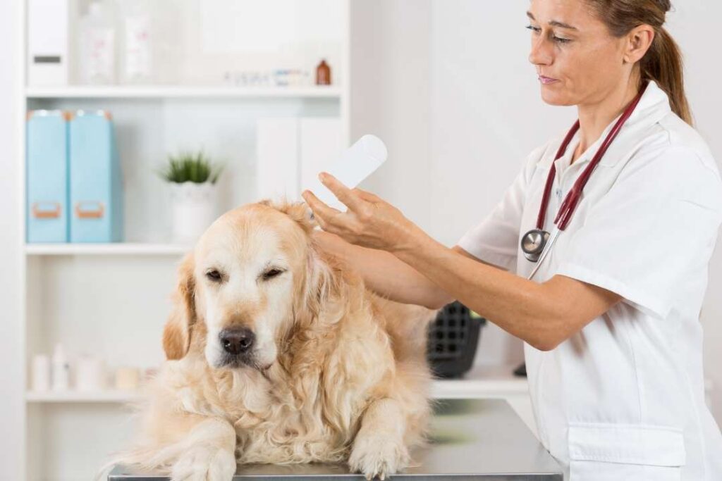 Kartal Kordonboyu Veteriner Kliniği