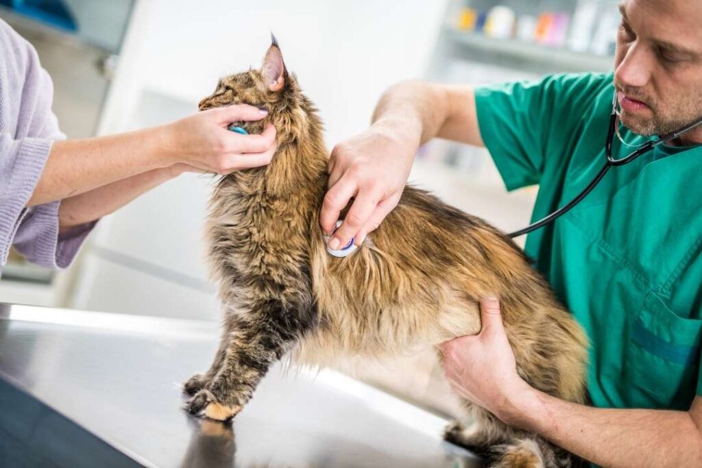 kurtköy veteriner kliniği