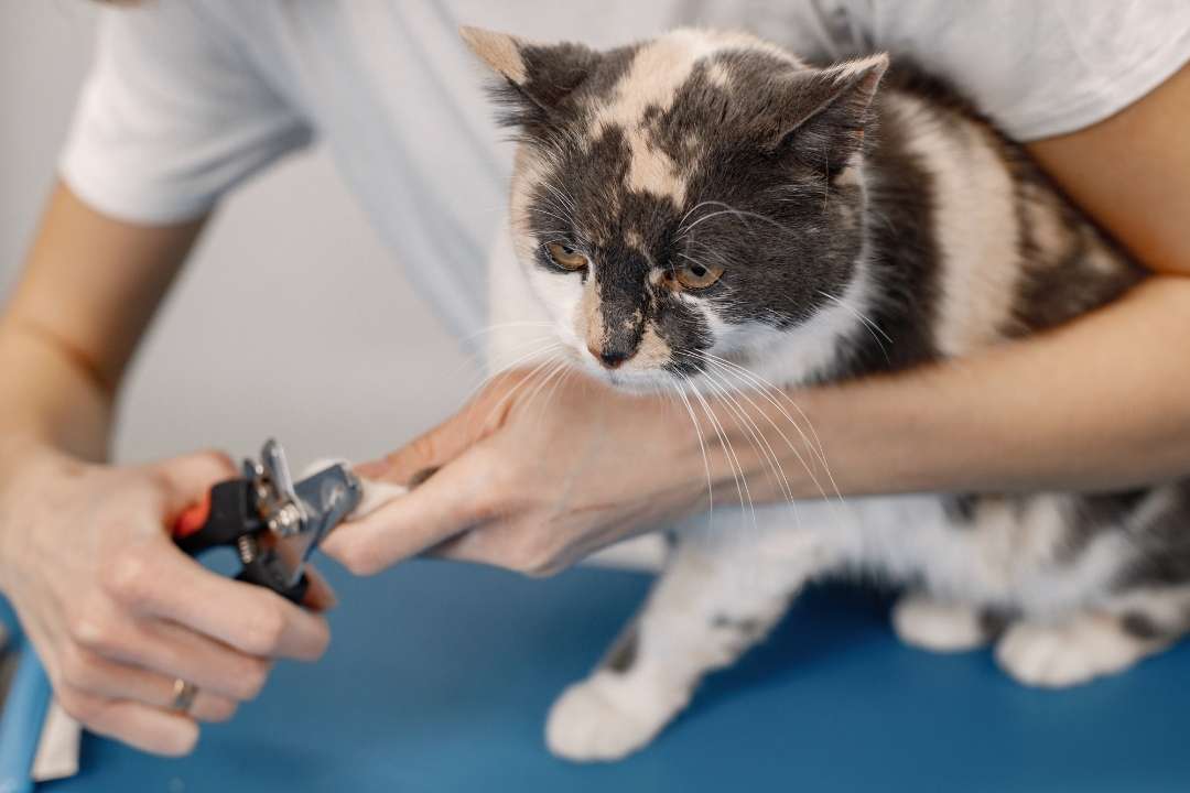 yenişehir veteriner kliniği