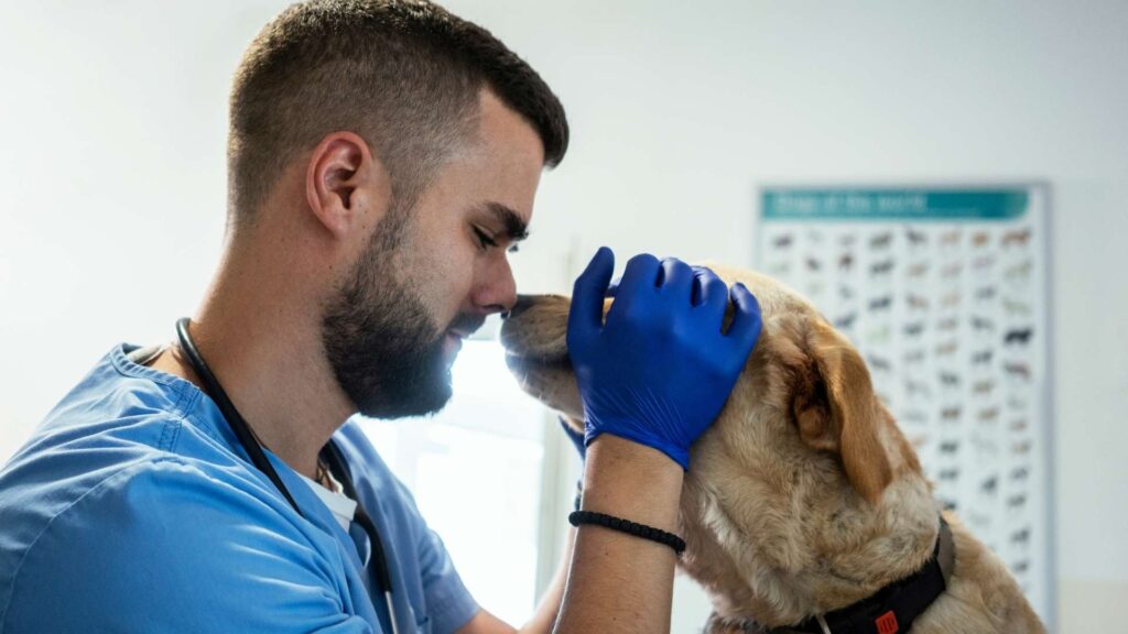 rahmanlar veteriner klinikleri