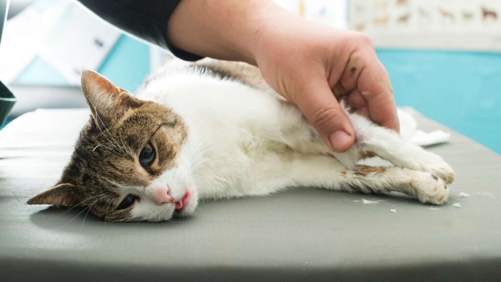 sarıgazi veteriner kliniği