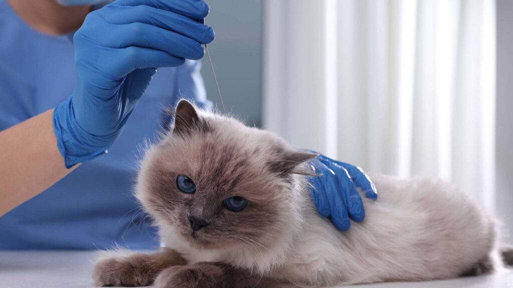 sultanbeyli veteriner kliniği