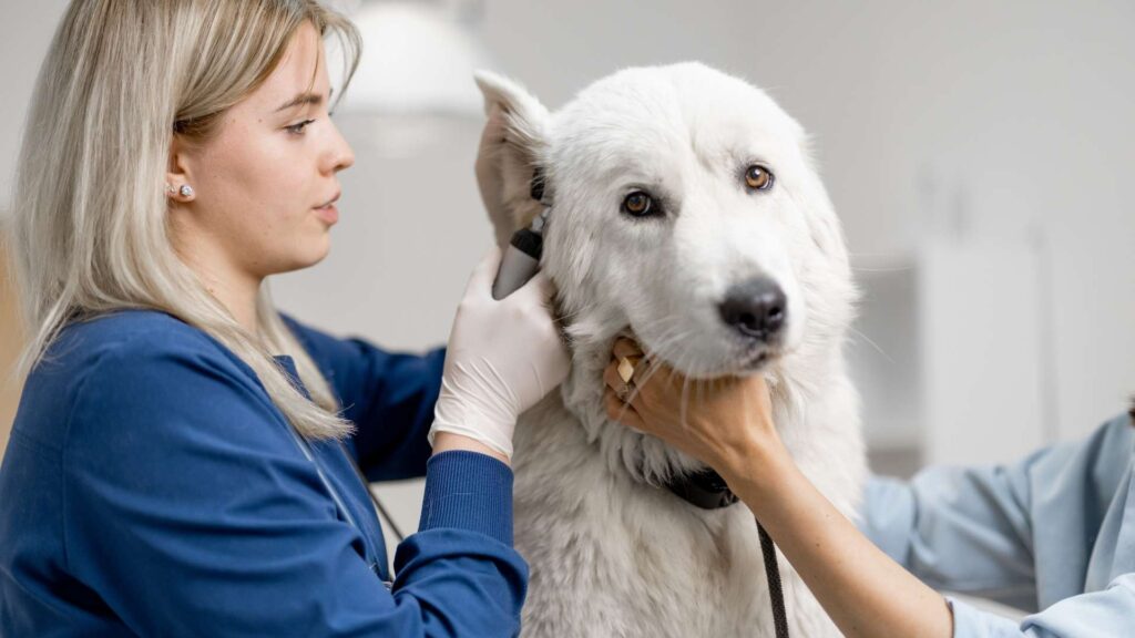 zümrütevler veteriner klinikleri