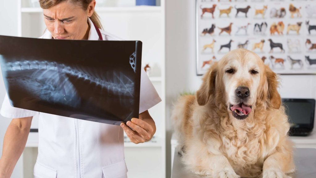 çekmeköy veteriner klinikleri