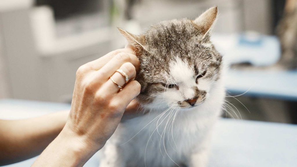 kedi kulak uyuzu belirtileri