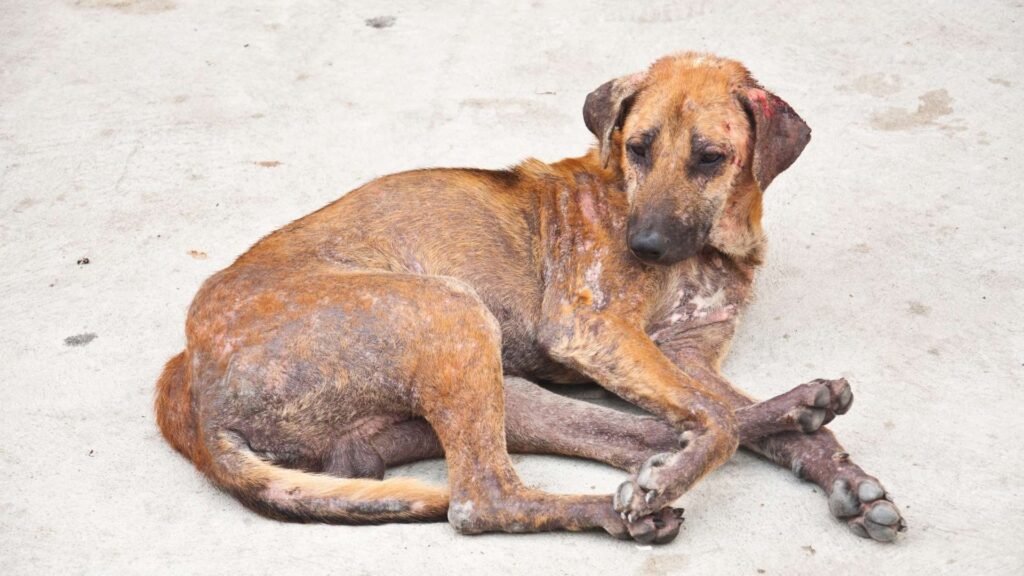 köpek deri hastalıkları 3