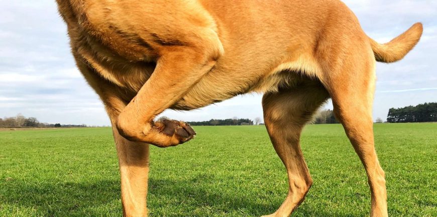 köpek diz kapağı çıkığı