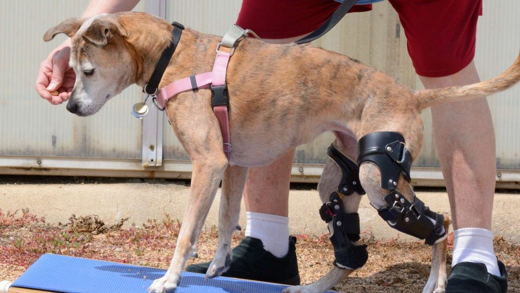 köpek diz kapağı çıkığı ameliyatı tedavisi