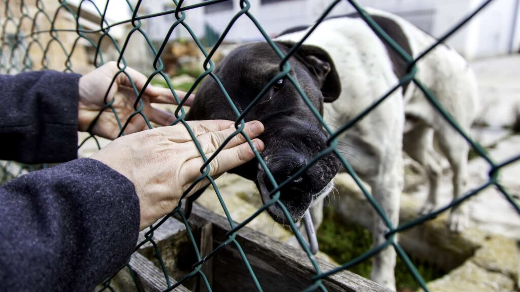 köpek karaciğer hastalıkları belirtileri