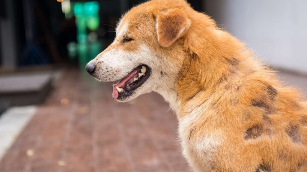 köpek karaciğer hastalıkları tedavisi