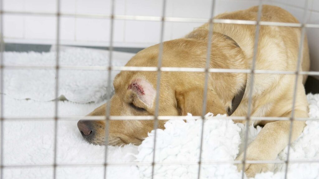 köpeklerde barınak hastalığı kennel cough tedavisi