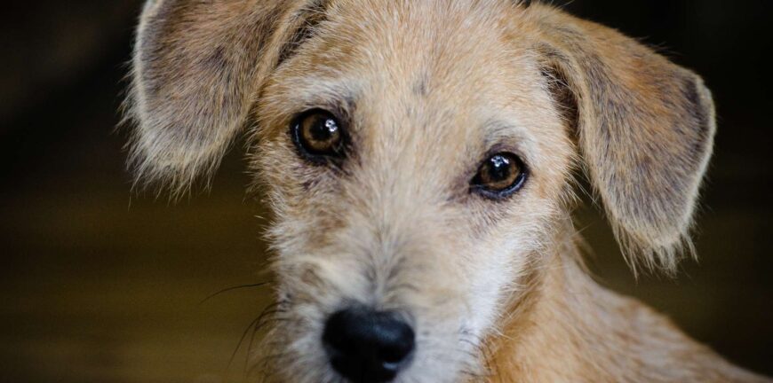 köpeklerde genç hastalığı