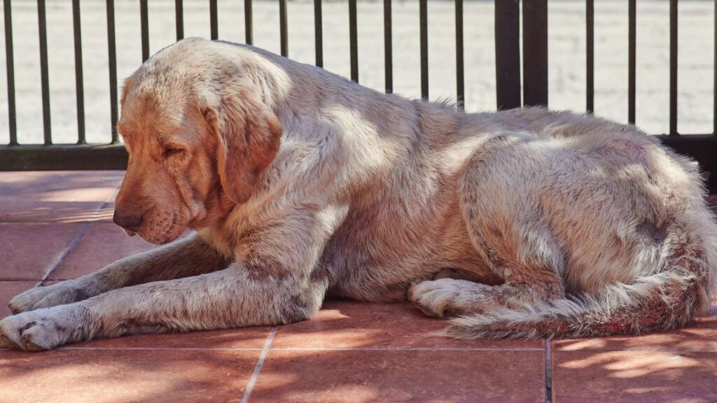 köpeklerde genç hastalığı