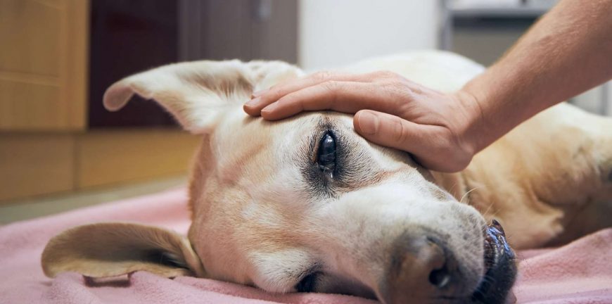 köpeklerde kalp yetmezliği