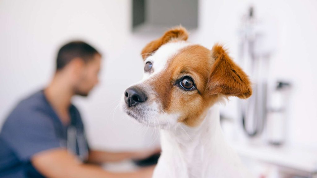 köpeklerde kalp yetmezliği belirtileri