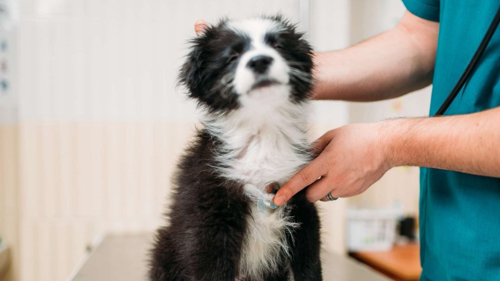 köpeklerde kalp yetmezliği tedavisi