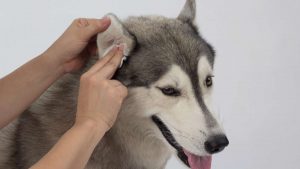 köpeklerde kulak hastalıkları