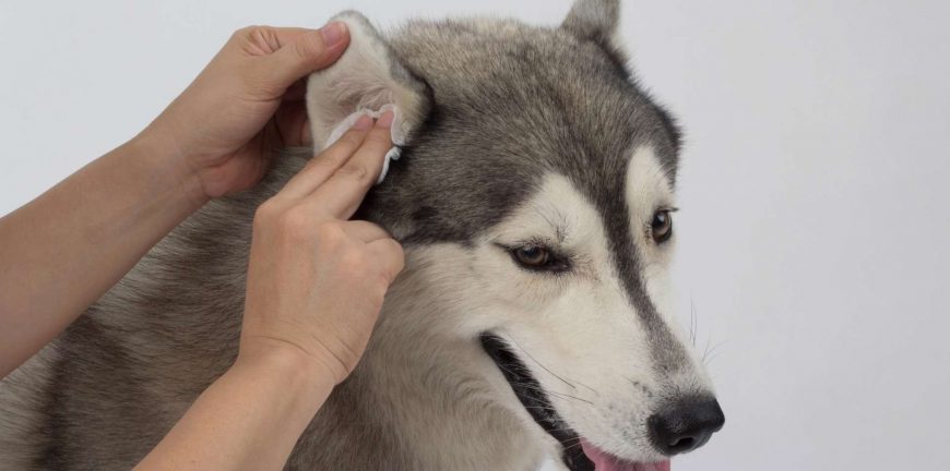 köpeklerde kulak hastalıkları