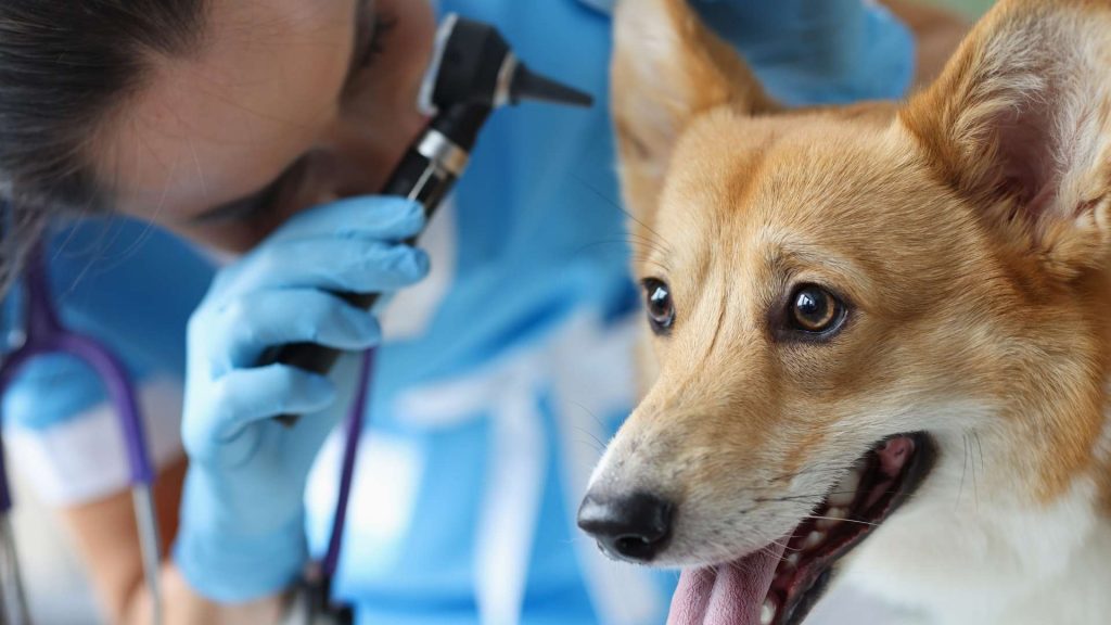 köpeklerde kulak hastalıkları tedavisi