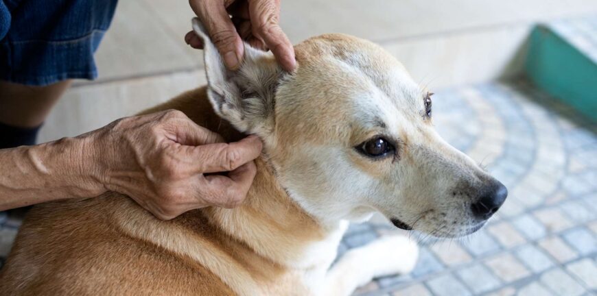 köpeklerde lyme hastalığı