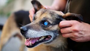 köpeklerde mavi göz hastalığı