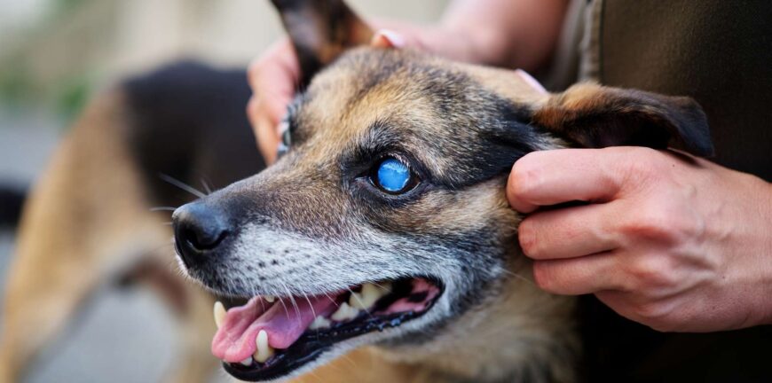 köpeklerde mavi göz hastalığı