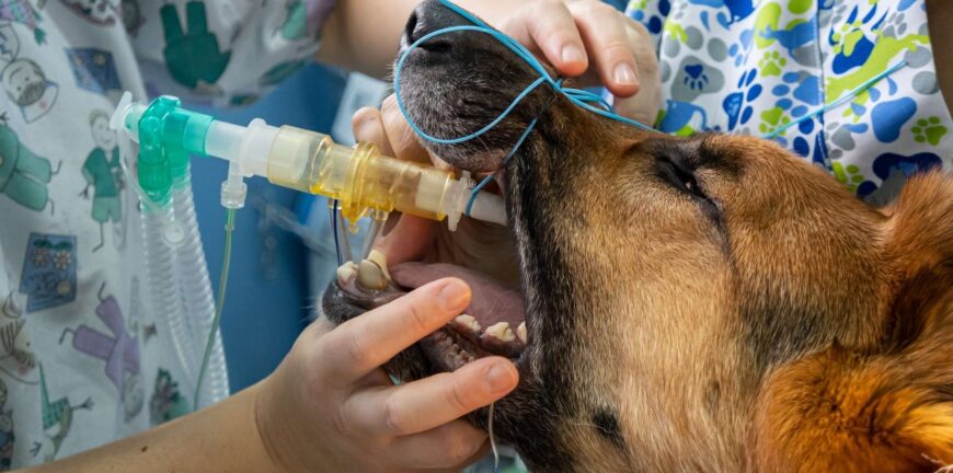 köpeklerde nefes tıkanması