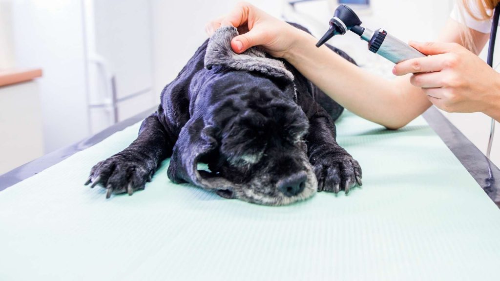 sancaktepe veteriner kliniği