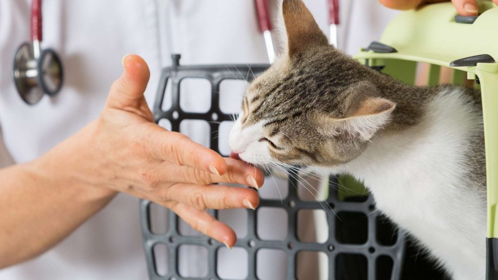 sancaktepe veteriner klinikleri