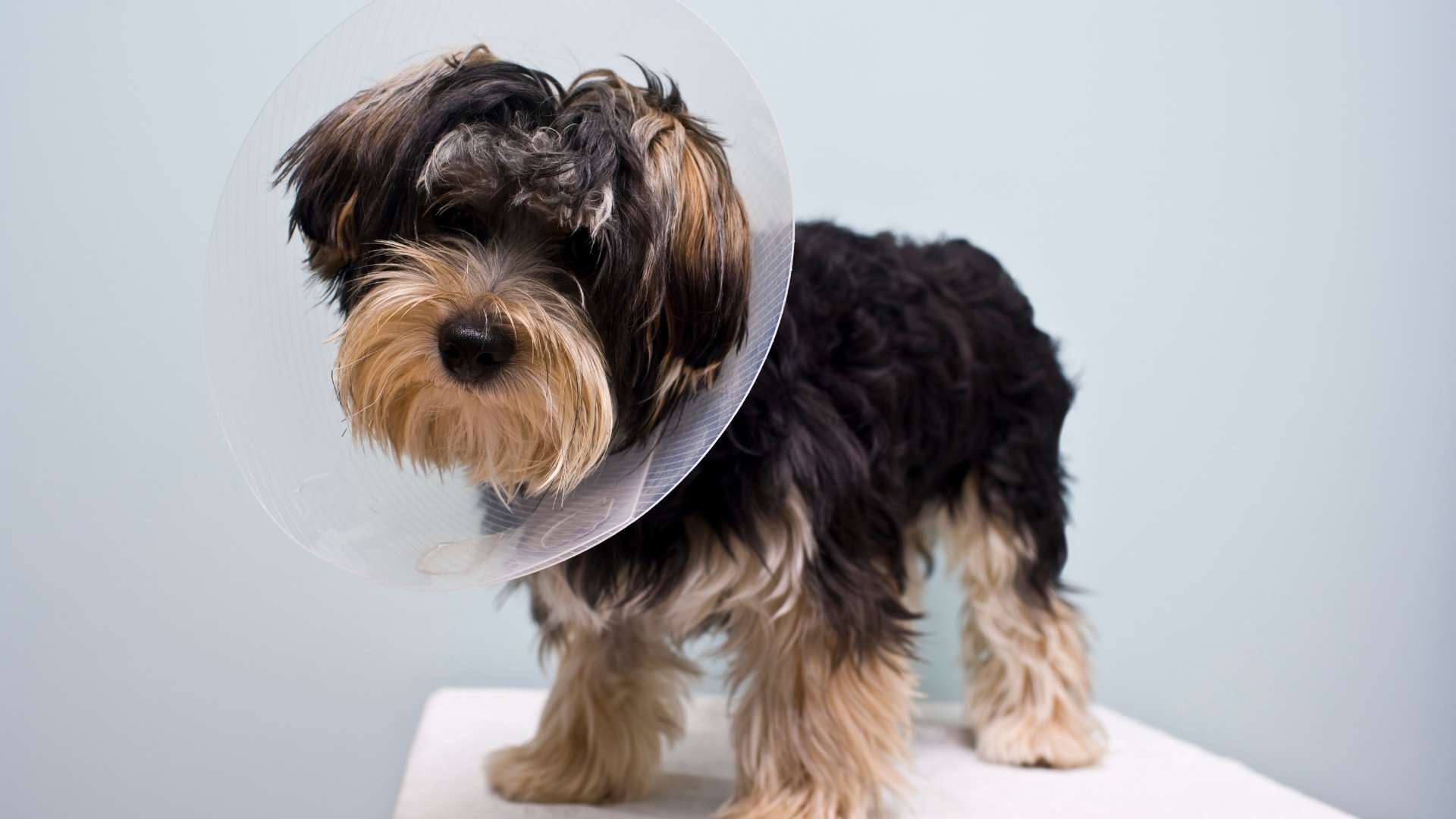 erkek köpek kısırlaştırma