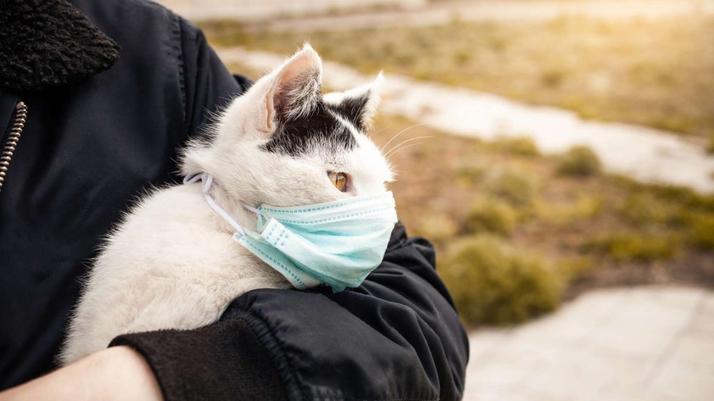 kedi gribi tedavisi