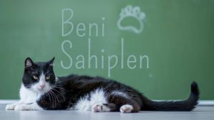 kedi sahiplenme