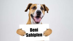 köpek sahiplenme