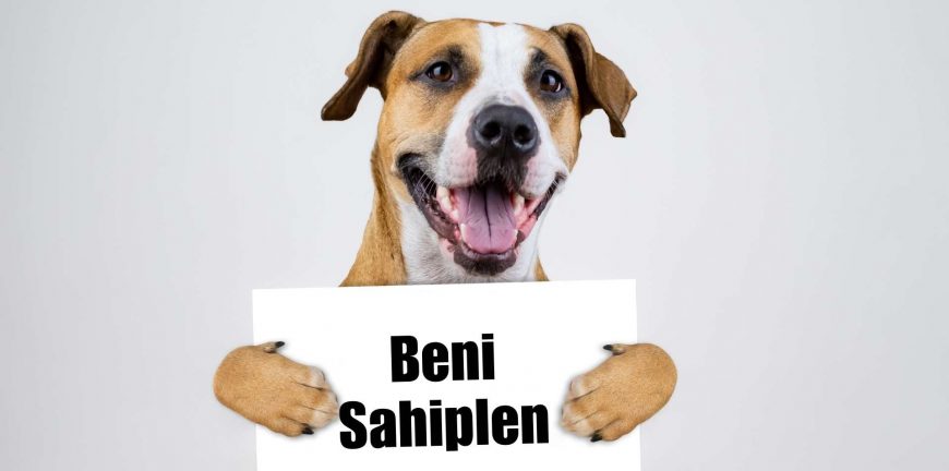 köpek sahiplenme