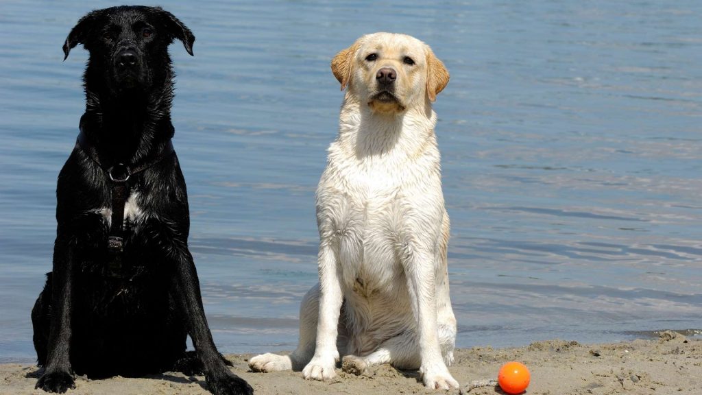 köpek yaşı nasıl hesaplanır