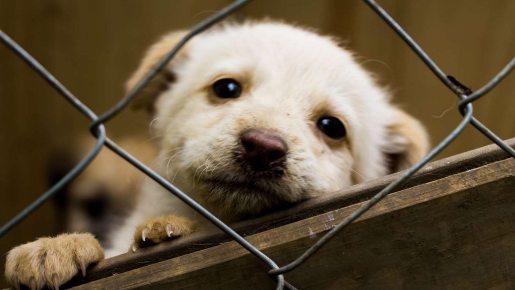 yavru köpek sahiplenme