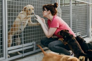 barınaktan köpek sahiplenme