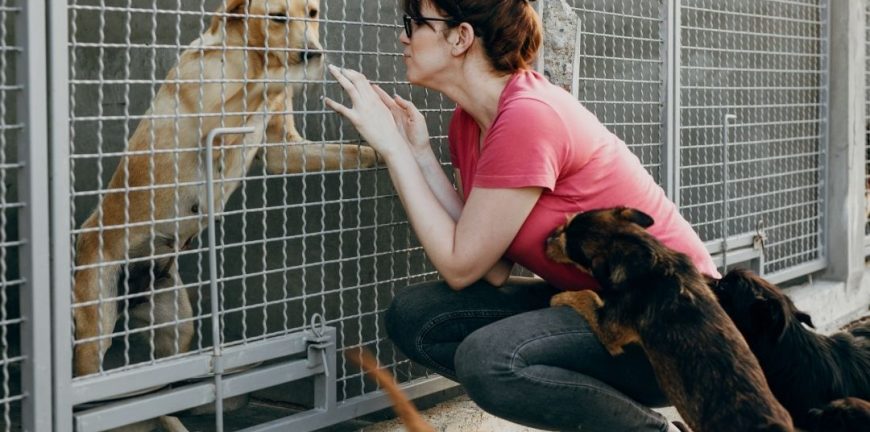 barınaktan köpek sahiplenme