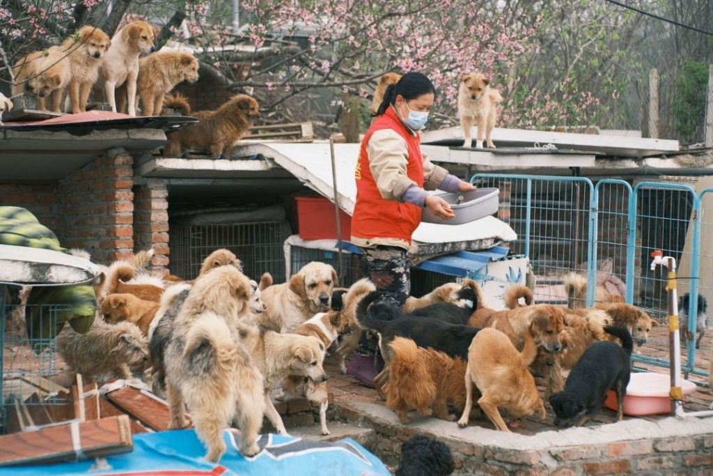 barınaktan köpek sahiplenme istanbul