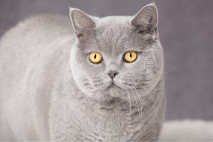 british shorthair