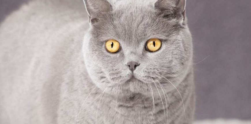 british shorthair